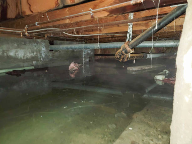 Best Flood restoration services  in Weston, FL